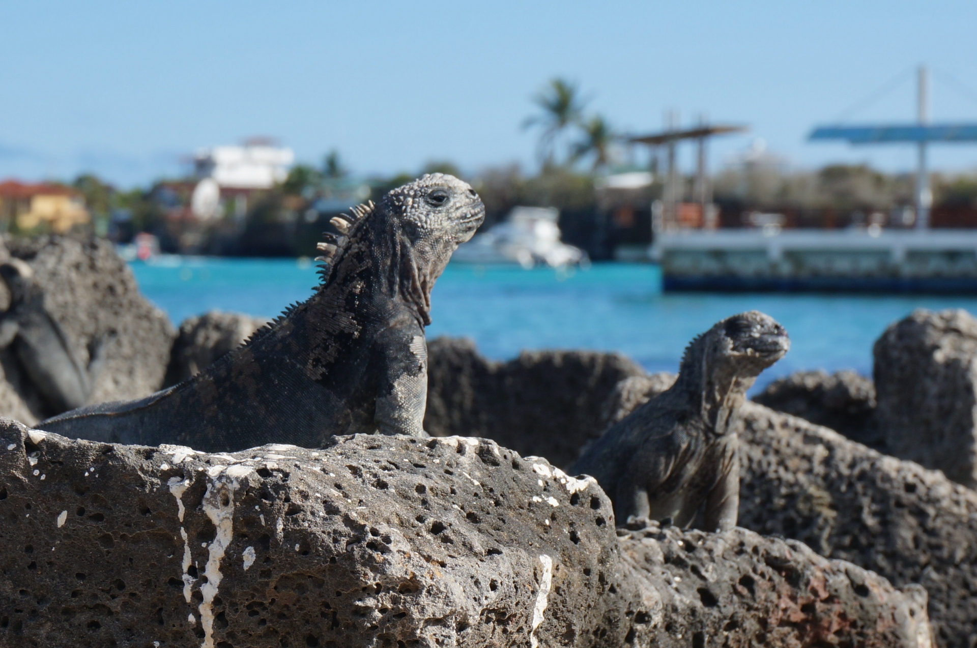 ガラパゴス諸島のイグアナ、世界遺産保護のための管理体制と保存活動を示す現場