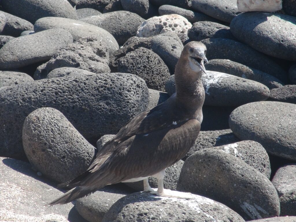 カツオドリ、世界遺産保護のための管理体制と保存活動を必要とする現場