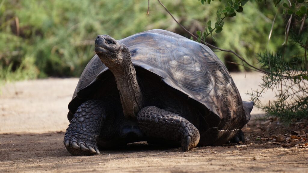 ガラパゴス諸島に生息する野生のゾウガメ、世界遺産登録制度と価値評価の基準を示す象徴する動物