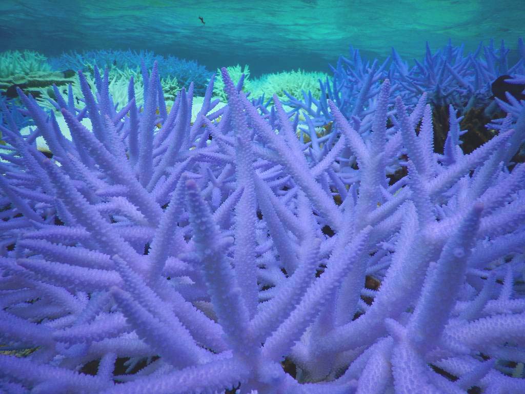 白化したサンゴ、海水温度上昇の影響を示す気候変動の象徴的状況