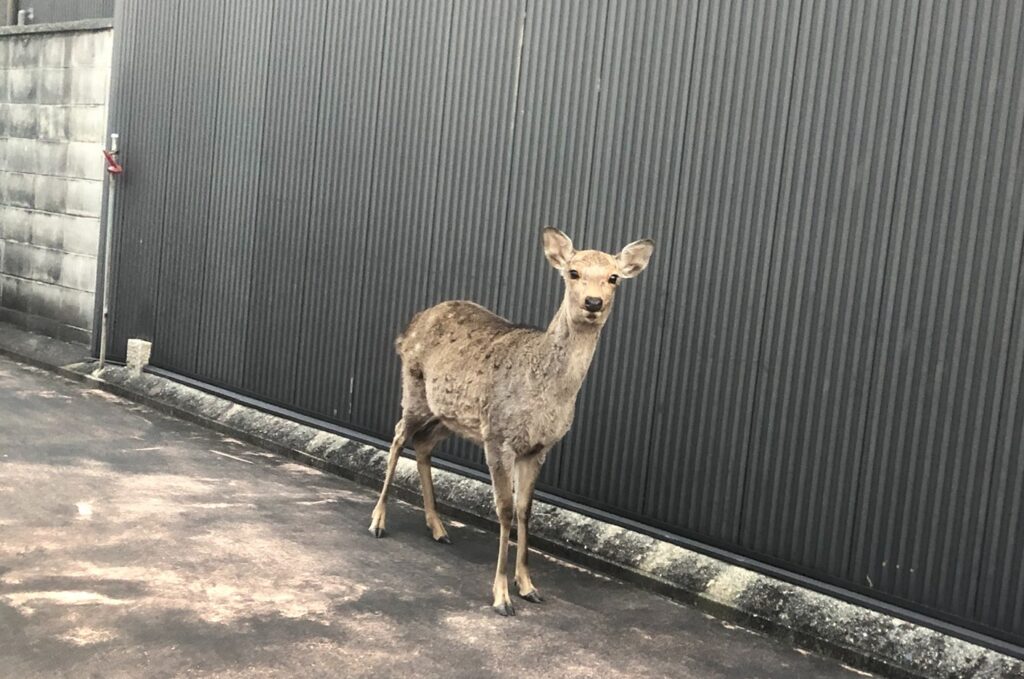 世界遺産とともに暮らし、自宅にも鹿が訪れる風景