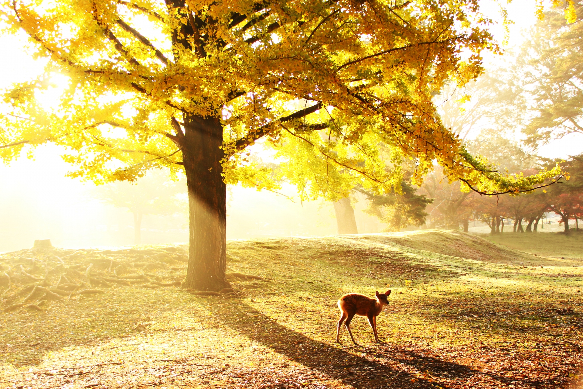 奈良公園、朝靄のなかの小鹿、文化交流と歴史のつながりを示す旅の風景