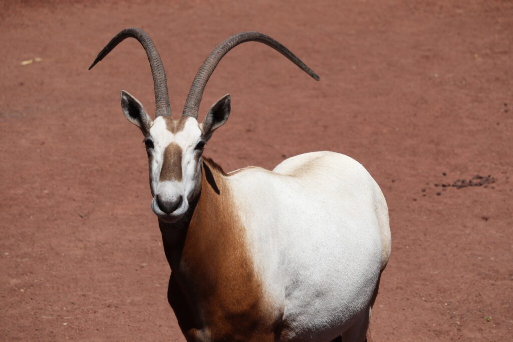 砂漠に立つ白いアラビアオリックス、世界遺産の取り消しを示す象徴