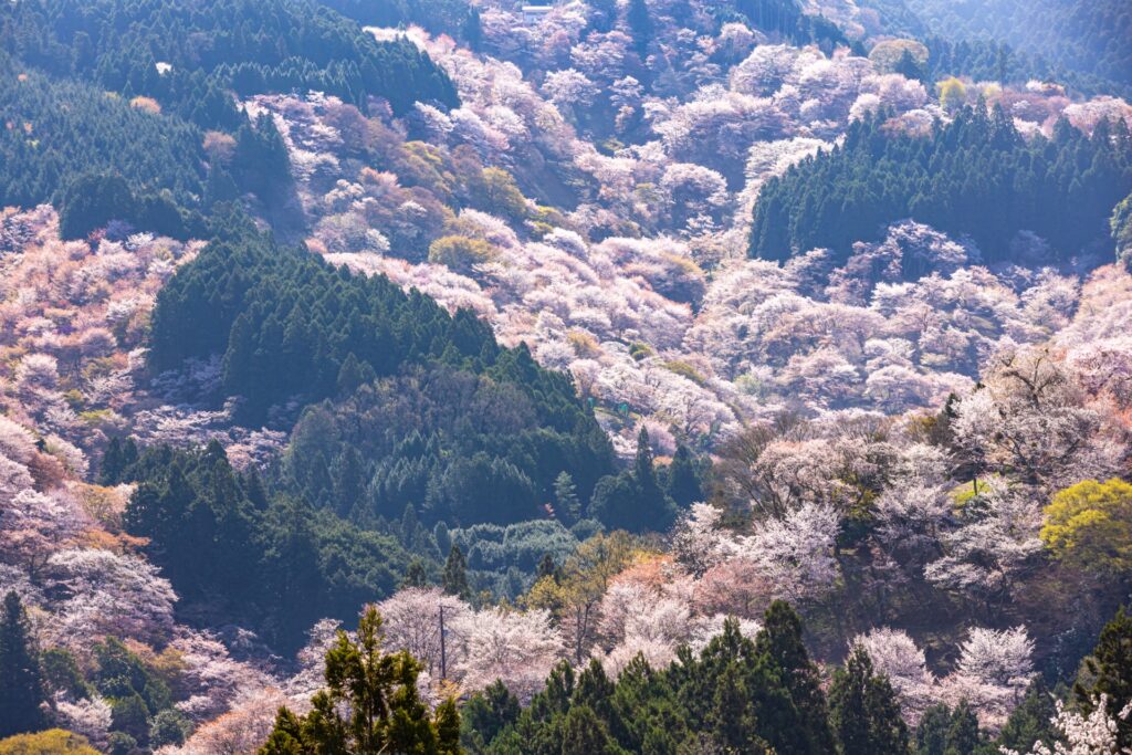 奈良県吉野の森林風景、水の循環と人間の暮らしの関係を示す自然環境