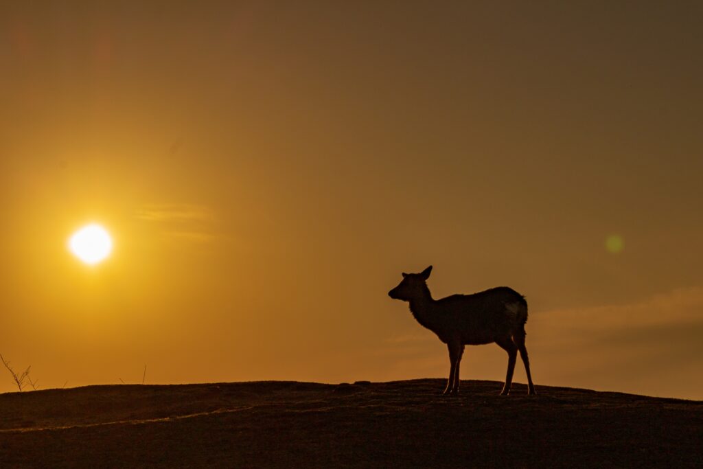 奈良の夕暮れに佇む鹿と世界遺産の静かな風景
