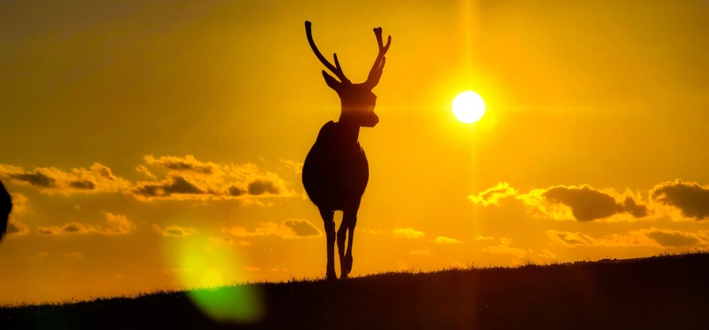 奈良公園、夕日に向かう鹿、文化交流と歴史のつながりを示す旅のイメージ