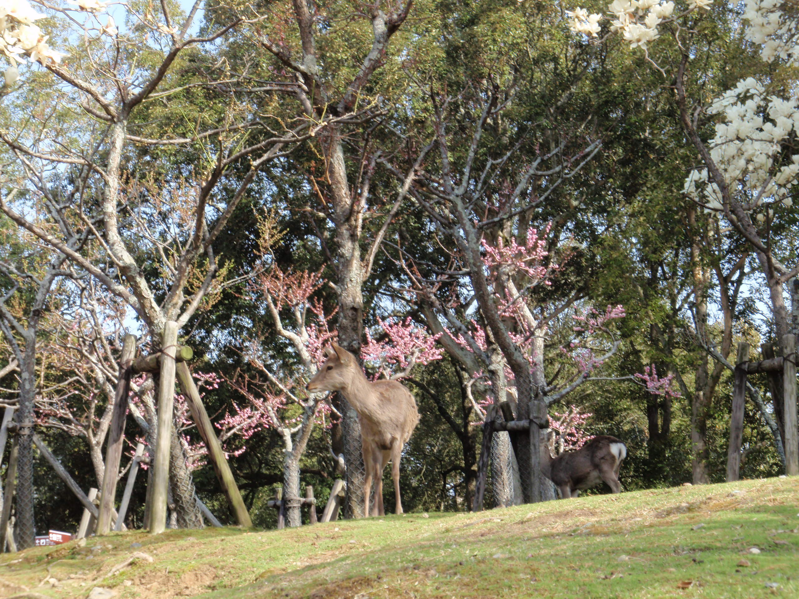 奈良公園片岡梅林、世界遺産を未来へ残す責任と人間の関わりを感じさせる情景