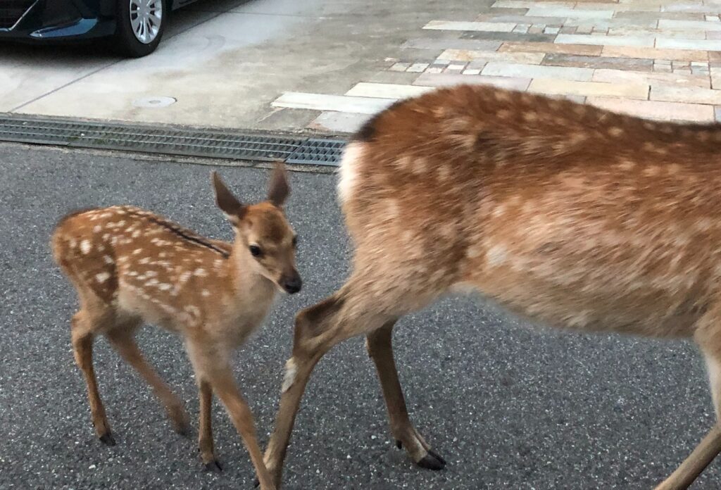 人と自然が共存する奈良の風景と世界遺産の価値