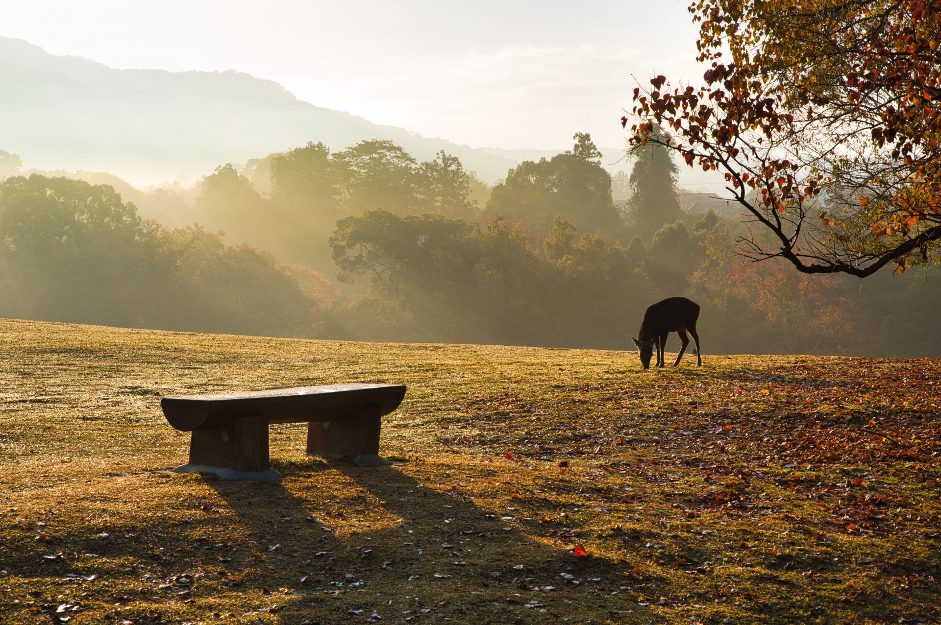 奈良公園の鹿と朝の光に包まれた世界遺産の風景（旅と体験の象徴）