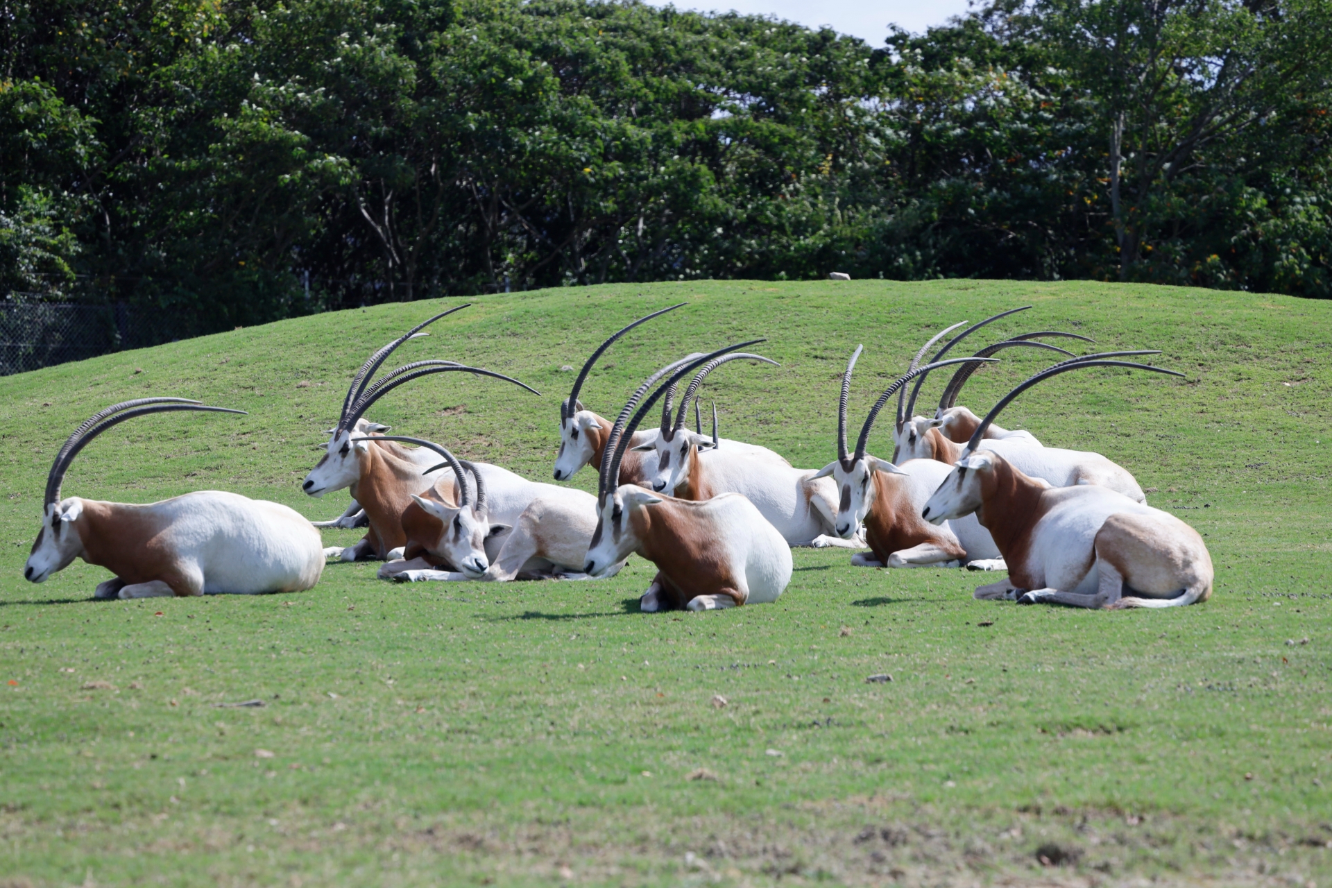 白オリックス、世界遺産の取り消しの仕組みを示す象徴