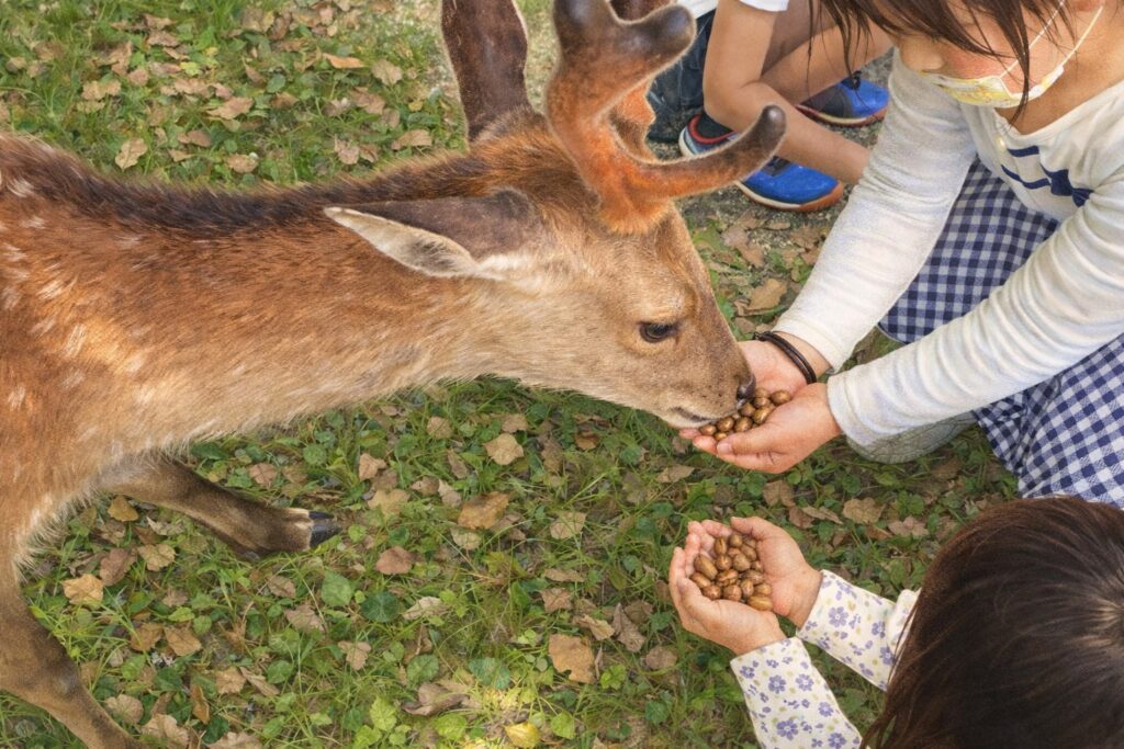 自然と人が共存し世界遺産を未来へ守るイメージ