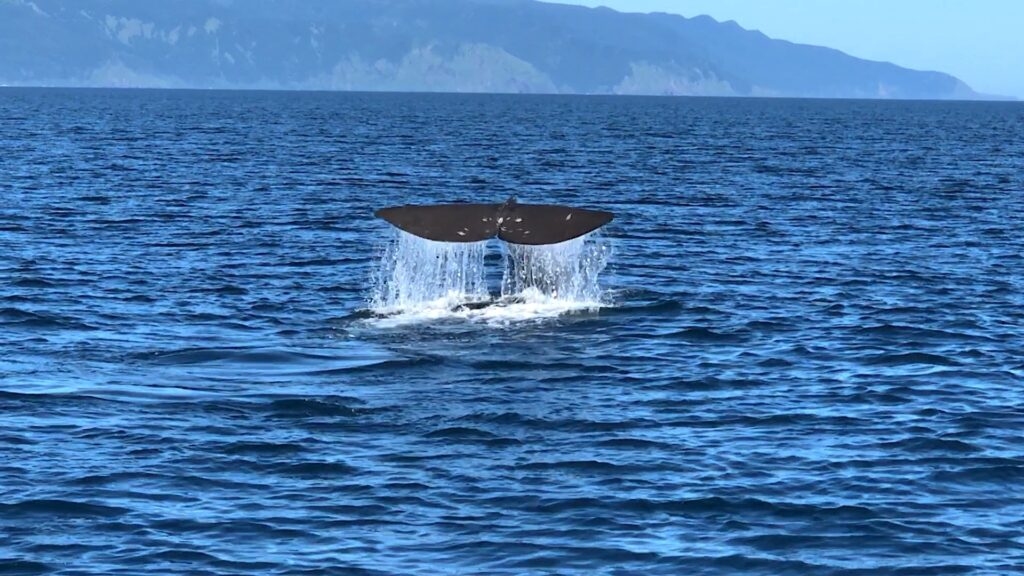 知床半島の海と山が織りなす日本の自然世界遺産の風景