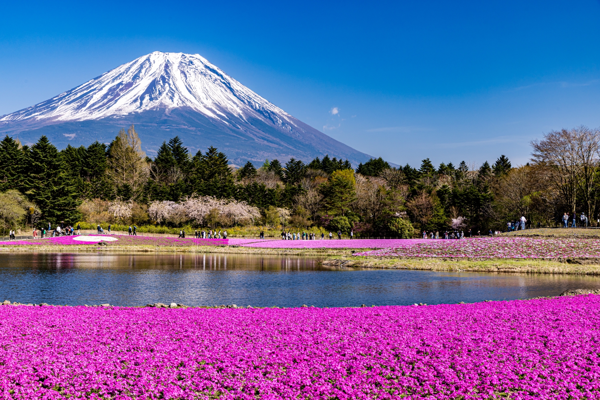 日本の世界遺産富士山の美しい景観（四季を通じて人気の観光地）
