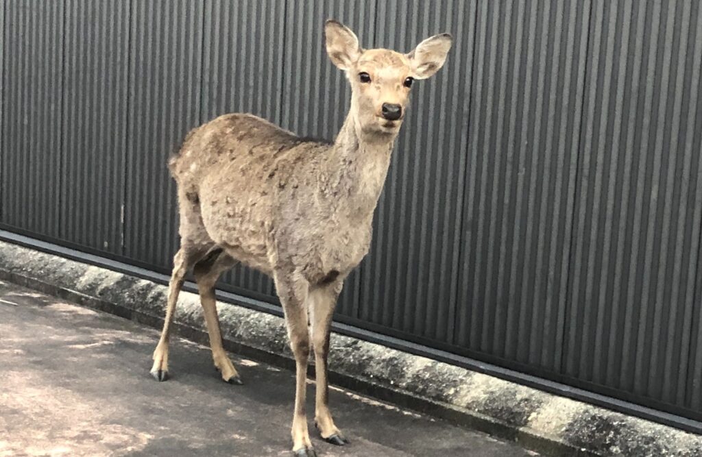 自宅に来訪してきた鹿