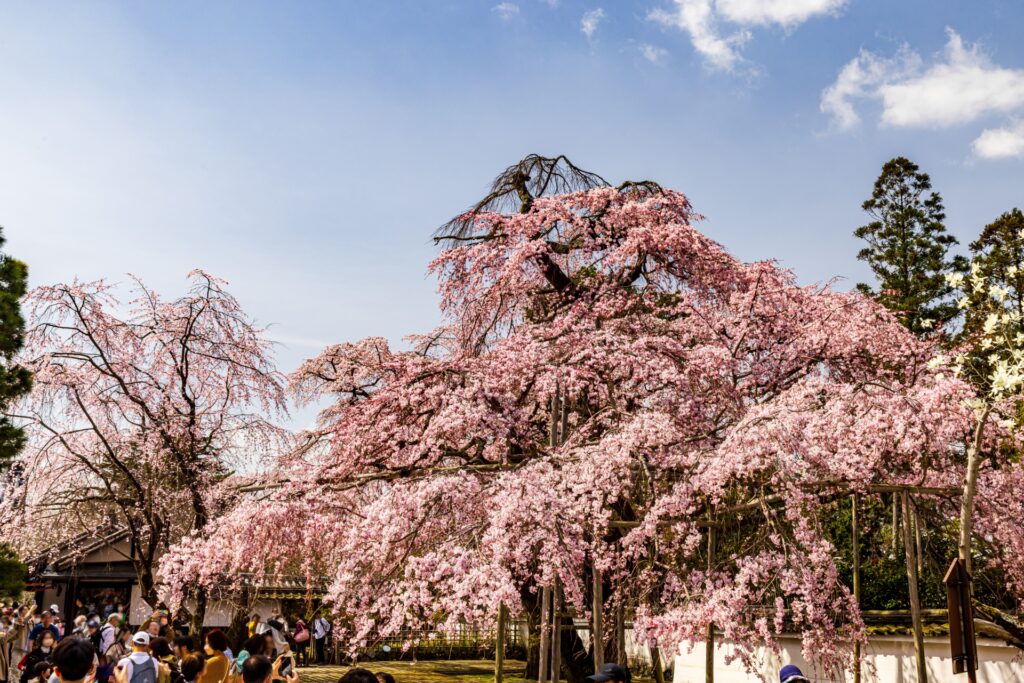 春の奈良や京都で桜と世界遺産が調和する風景