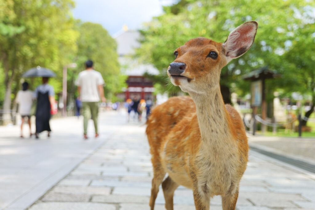 春日大社周辺を歩く奈良の鹿