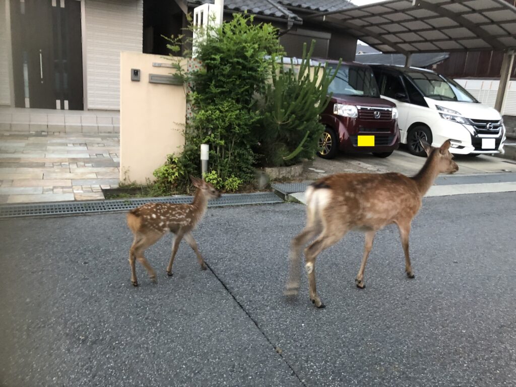 町内の道路を歩く鹿