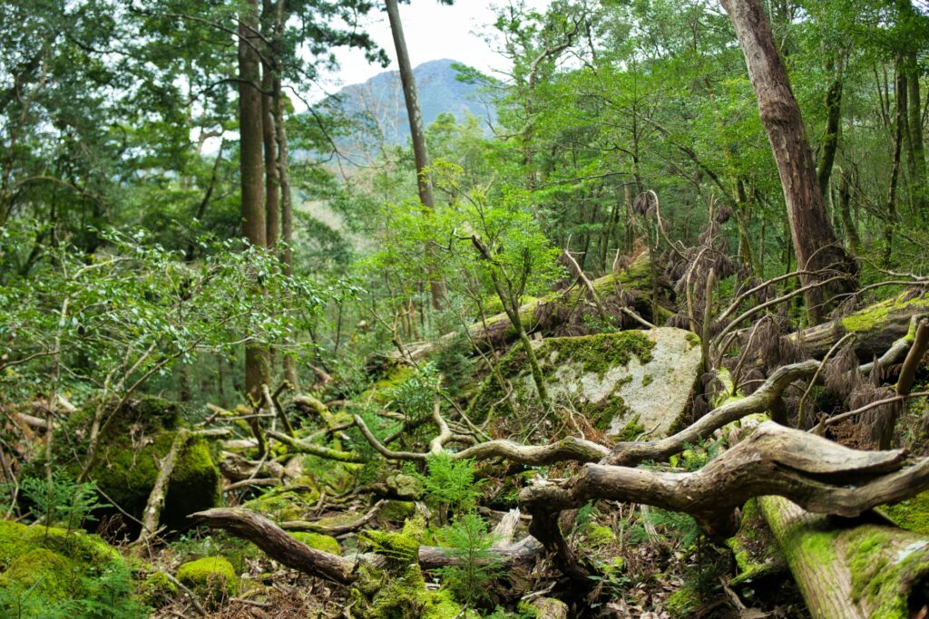 森林破壊が進む自然環境と世界遺産の危機
