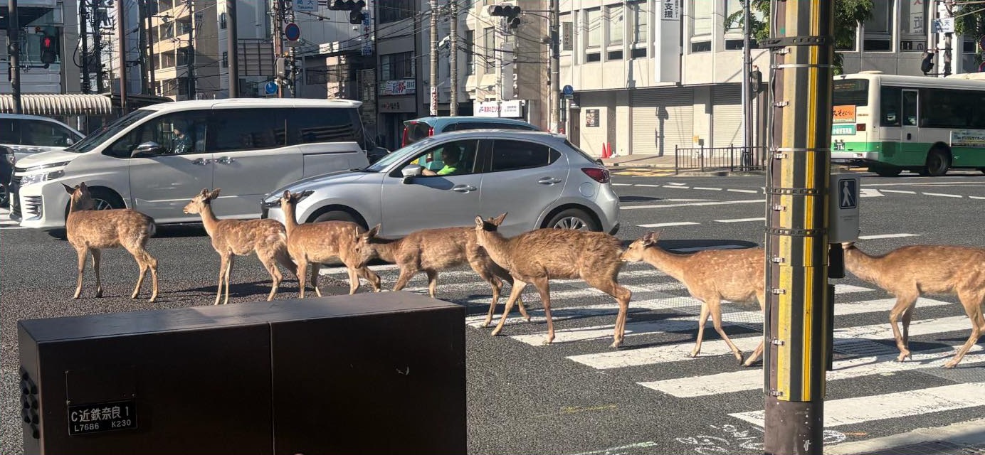 交差点の歩道を歩く鹿たち