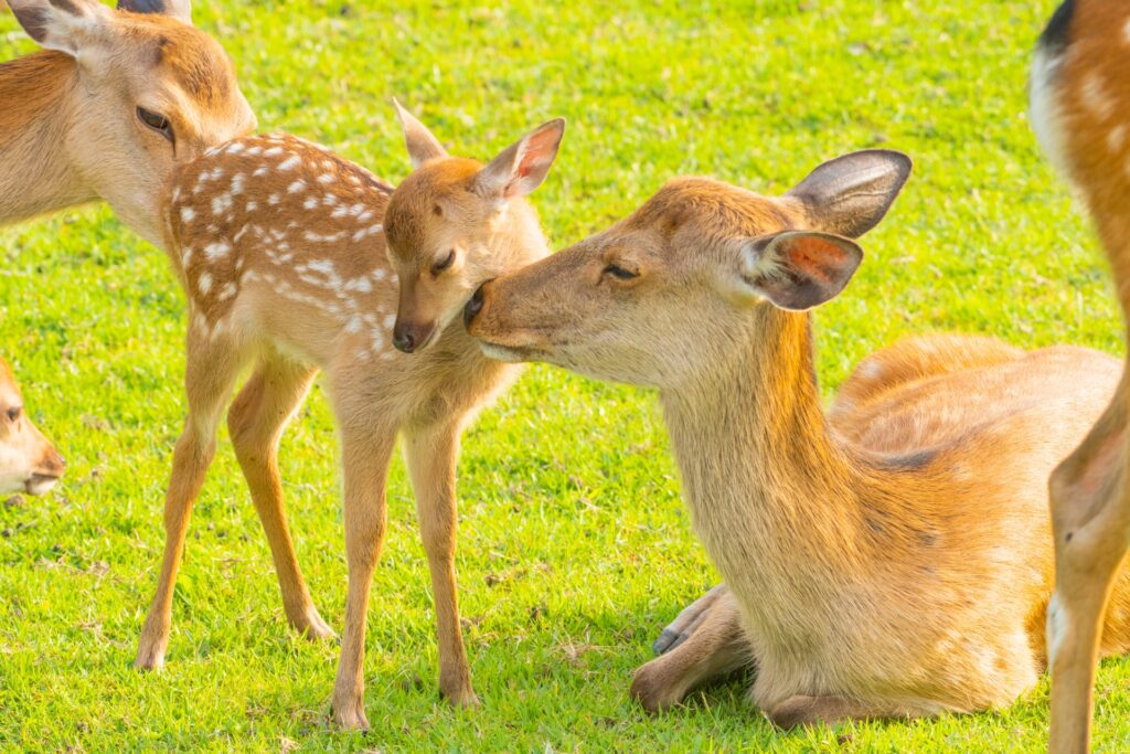 奈良公園で過ごす鹿の親子