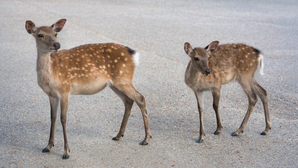 奈良公園を歩く親子連れの鹿