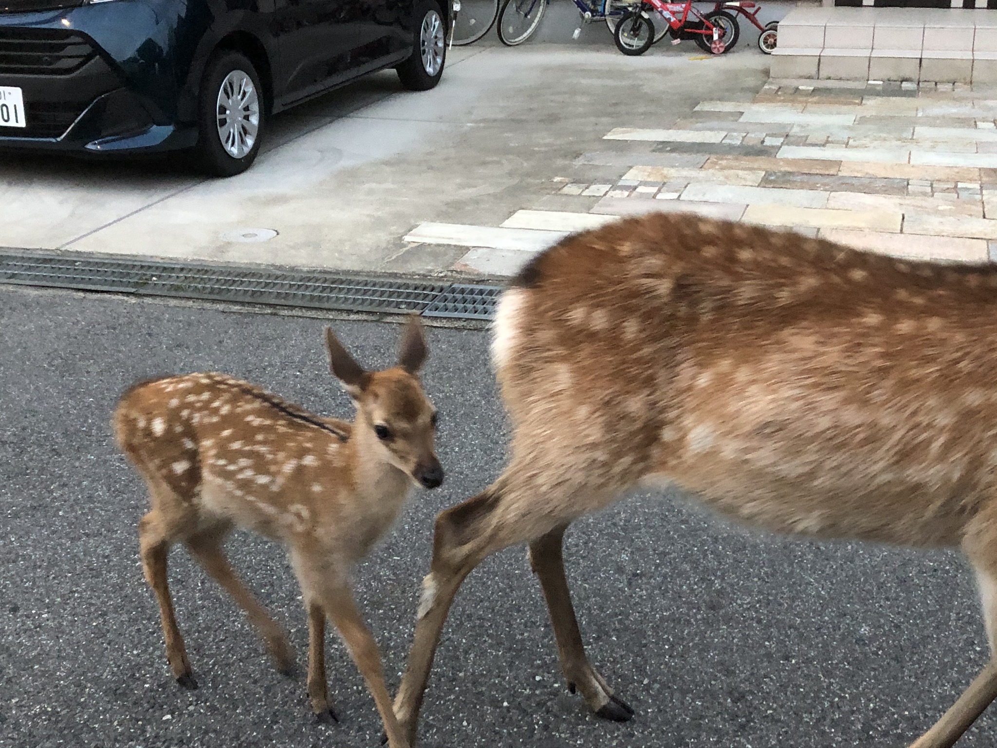 住宅街にも日常的に鹿はいます