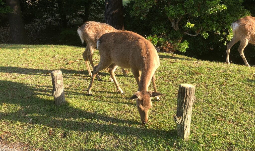 散歩で出会った鹿