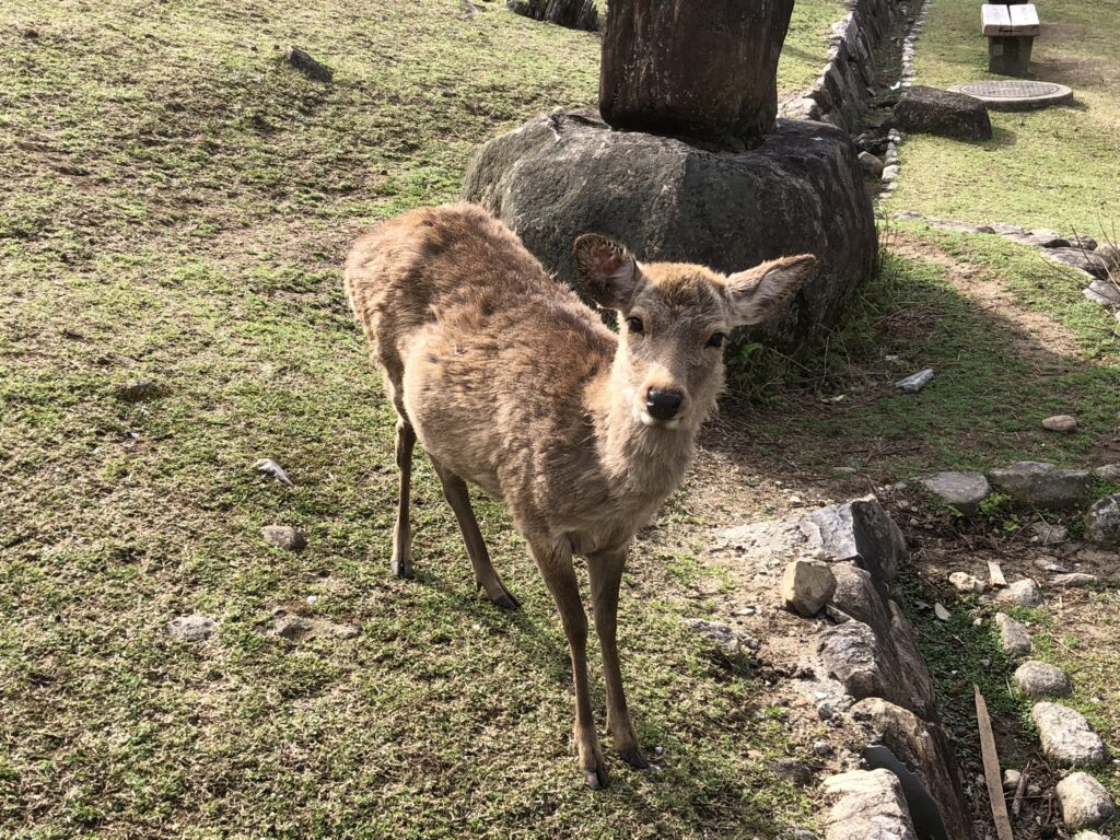 若草山の麓の鹿