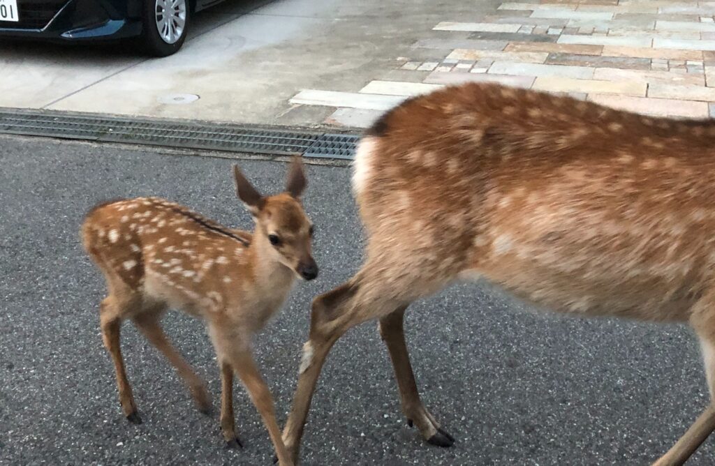 親子ずれの鹿