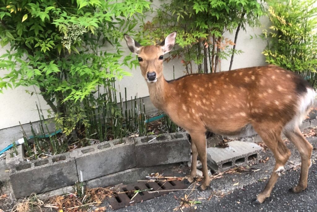 近所に来た鹿