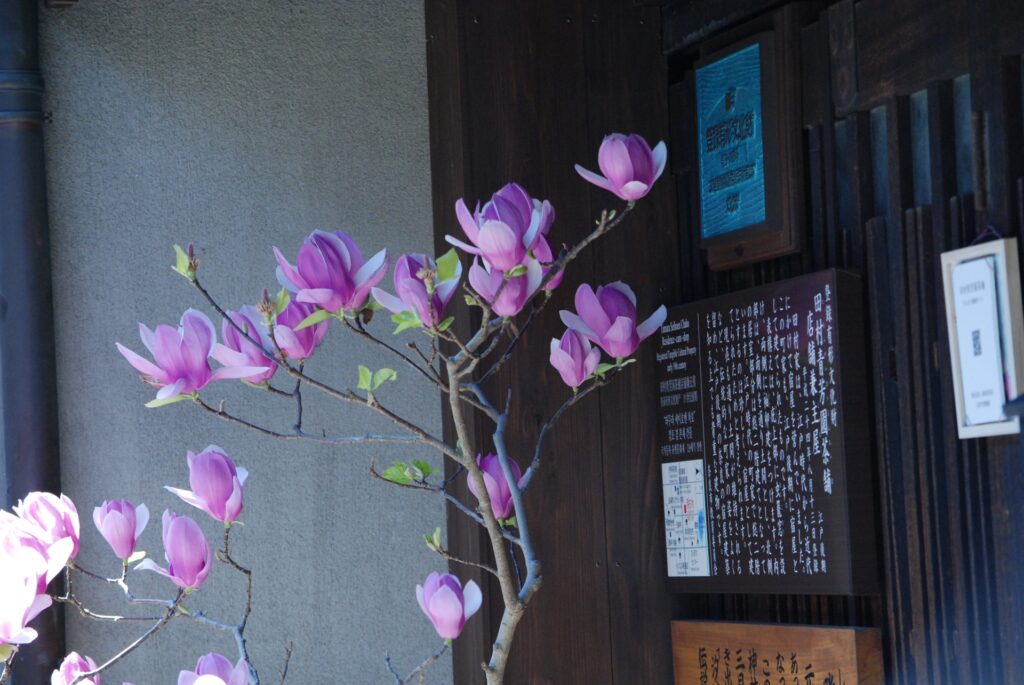 奈良町の町家と季節の花